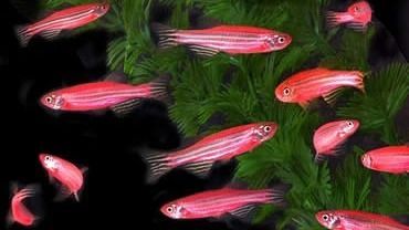 Zebrafish research in the spotlight