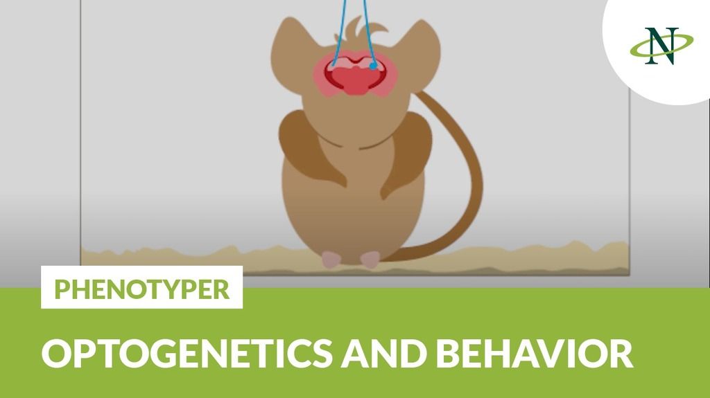 Studying optogenetics in the PhenoTyper