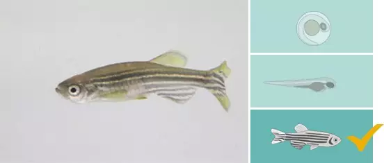 Track3D for adult zebrafish