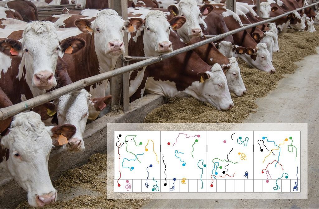 TrackLab with cows