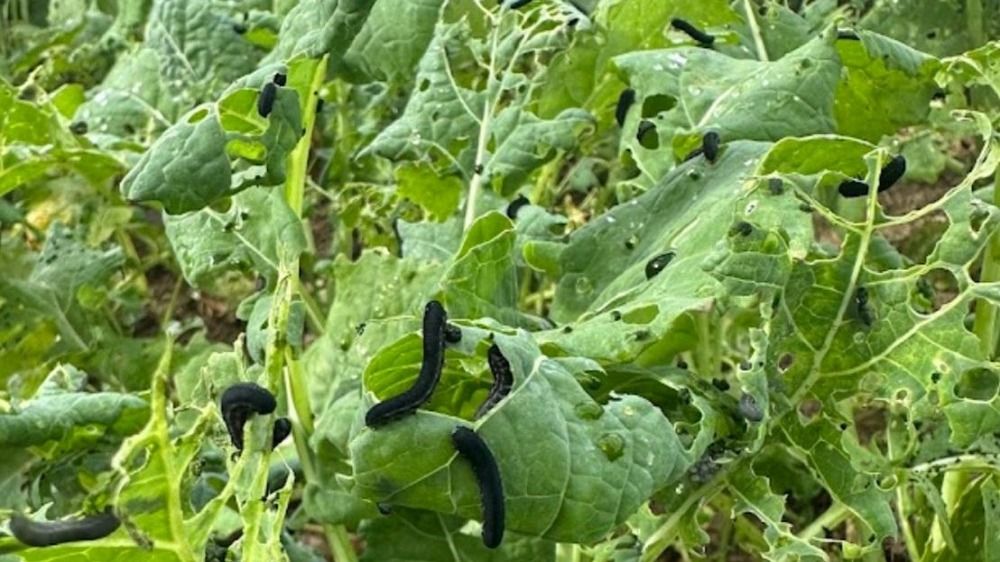 Turnip sawfly larvae