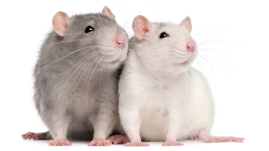 Two rats looking in the distance