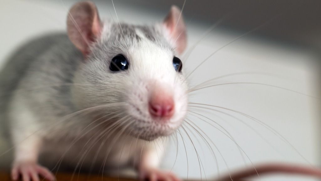 Innovative Approaches to Tracking and Quantifying Behavior in
                                Rodents