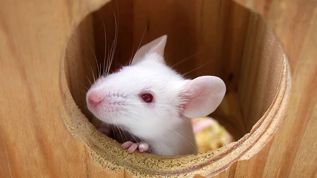 Mouse poking head out of wooden hole