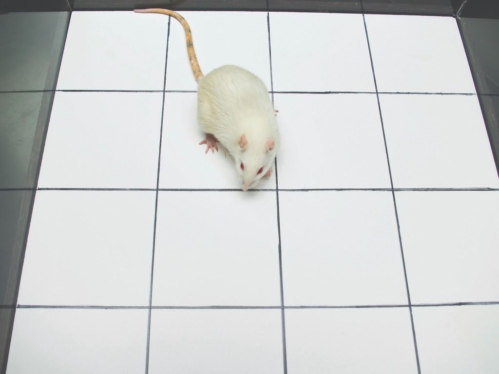 White rat in open field