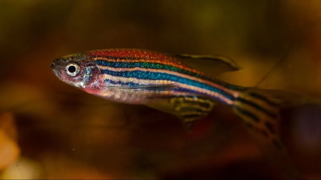 Robust results in zebrafish