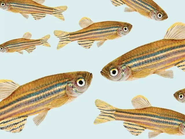 Tracking zebrafish in 3D