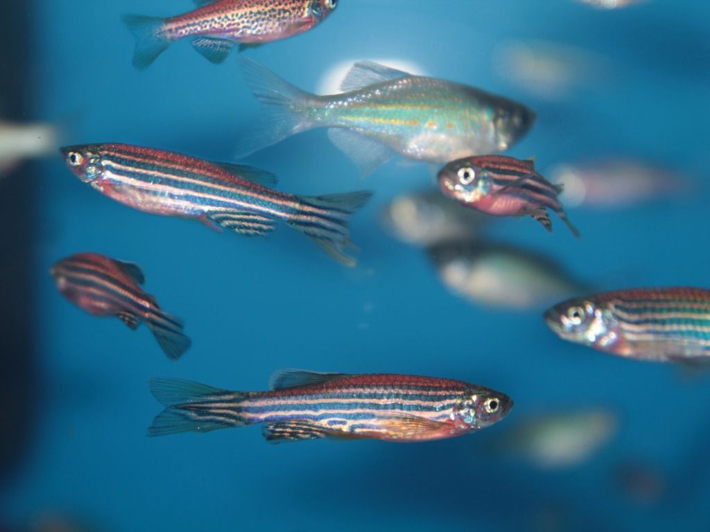 Zebrafish Danio rerio