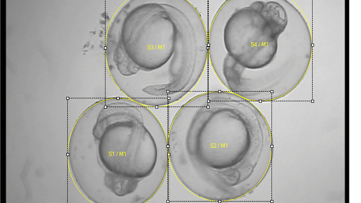 Zebrafish embryos