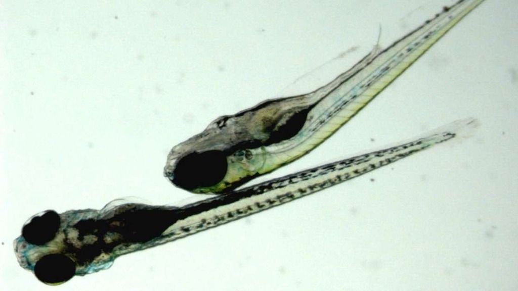 Zebrafish larvae
