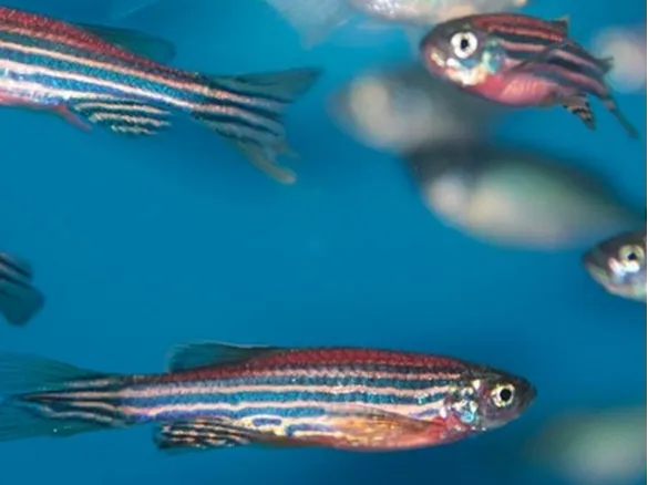 Zebrafish video tracking