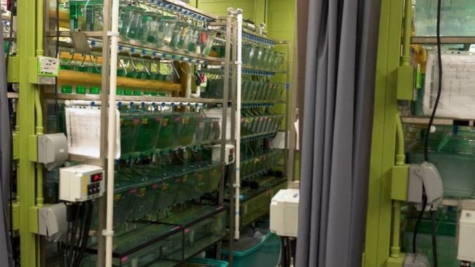 Customer Stories | Animal | Gerlai Lab