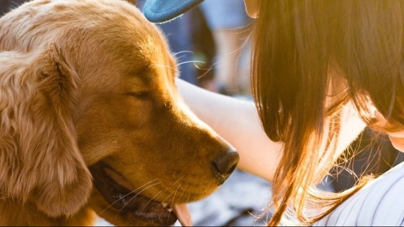 FaceReader useful to improve Animal-Assisted Therapy