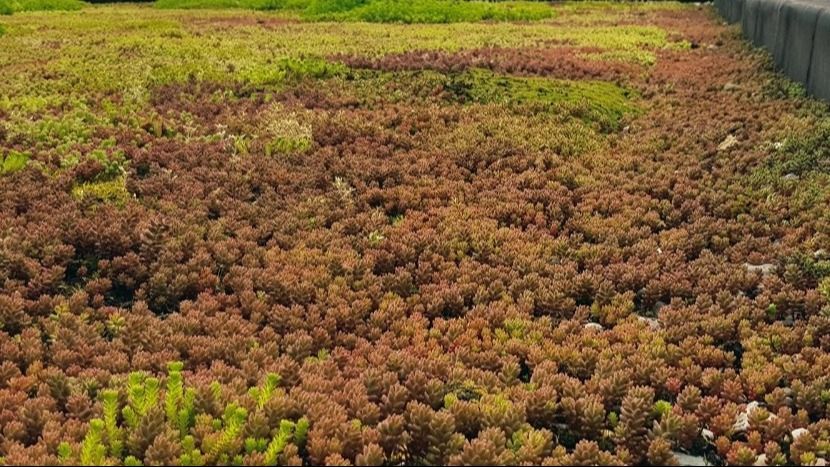 Noldus' green roof reflects the dry summer season